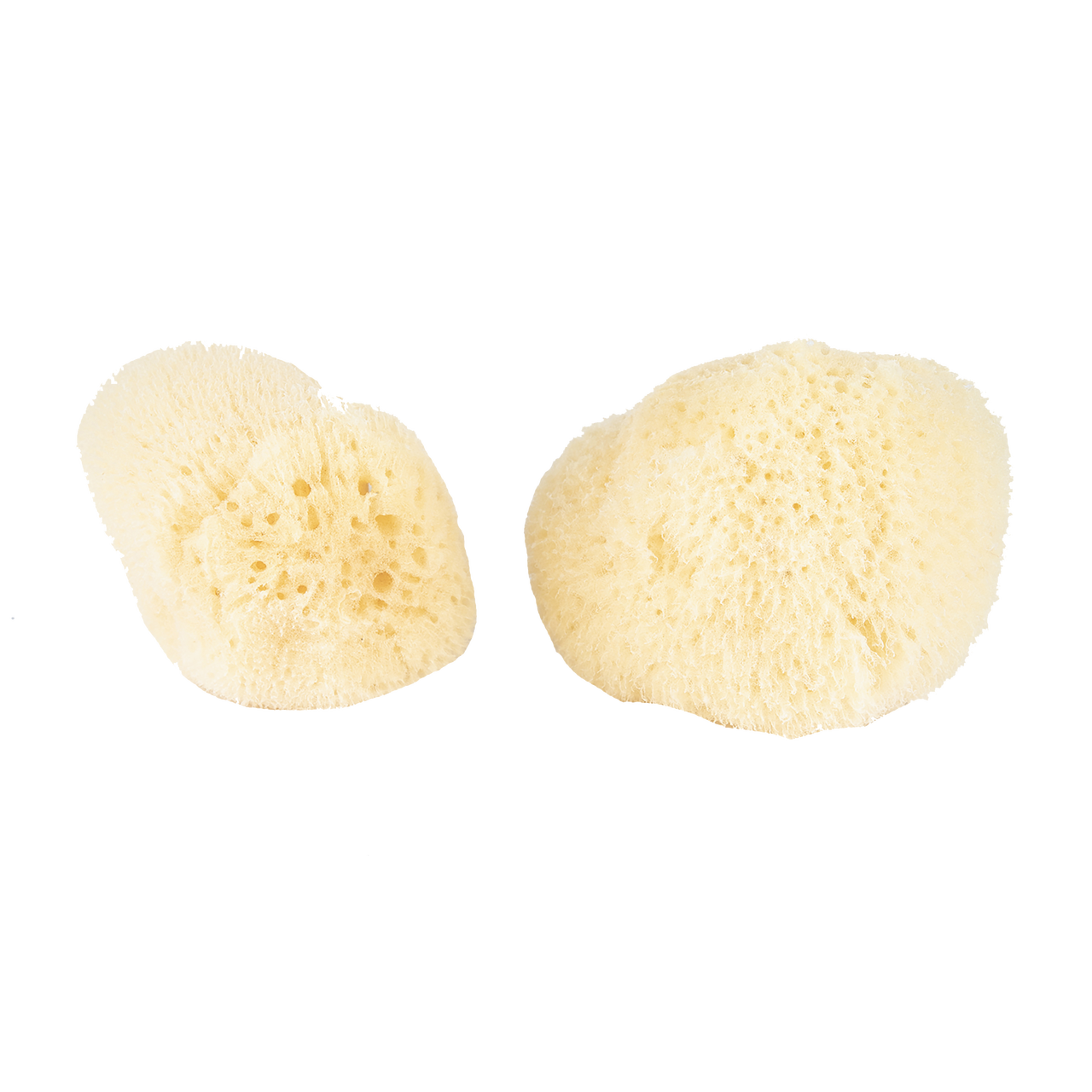Silk Sea Sponges, Pack of 2 CARLY JEAN LOS ANGELES