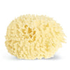 Wool Sponge, Small